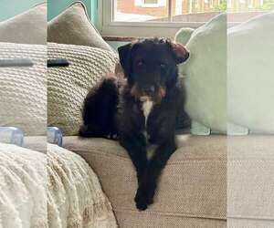 Irish Terrier-Unknown Mix Dogs for adoption in Germantown, OH, USA
