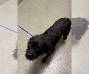 Poodle (Standard)-Unknown Mix Dogs for adoption in Las Vegas, NV, USA