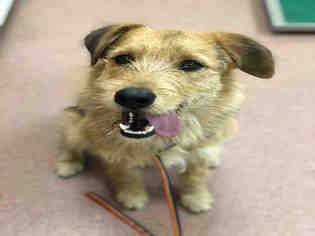 Airedale Terrier-Unknown Mix Dogs for adoption in Ogden, UT, USA