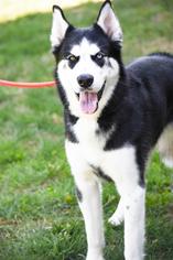 Alusky Dogs for adoption in Waterford, VA, USA