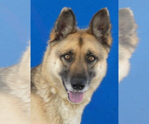 German Shepherd Dog Dogs for adoption in Pasadena, CA, USA