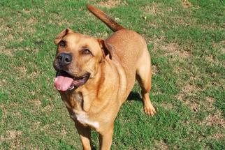 Chinese Shar-Pei-Mastiff Mix Dogs for adoption in Hankamer, TX, USA