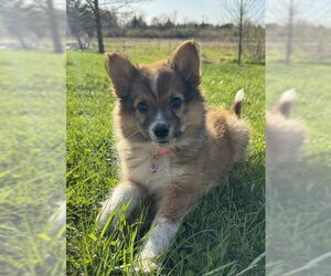 Australian Shepherd-Unknown Mix Dogs for adoption in Genesee, WI, USA