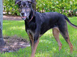 Labrottie Dogs for adoption in West Palm Beach, FL, USA