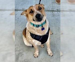 Mutt Dogs for adoption in Salinas, CA, USA