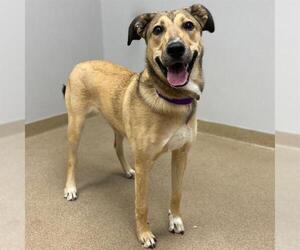 German Shepherd Dog-Unknown Mix Dogs for adoption in Aurora, CO, USA