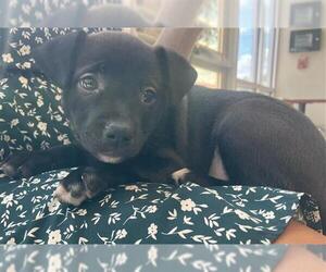 Labrador Retriever-Unknown Mix Dogs for adoption in San Antonio, TX, USA