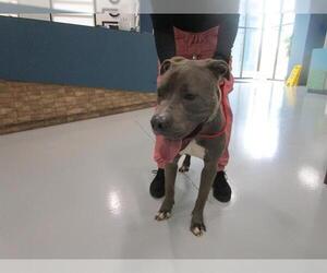 American Pit Bull Terrier-Unknown Mix Dogs for adoption in Temple, TX, USA