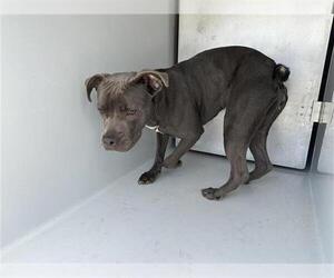 American Pit Bull Terrier-Unknown Mix Dogs for adoption in Houston, TX, USA