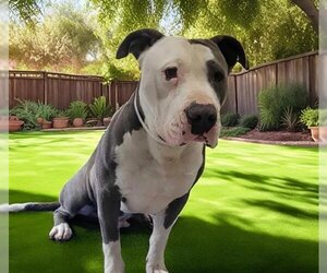 American Staffordshire Terrier Dogs for adoption in Downey, CA, USA