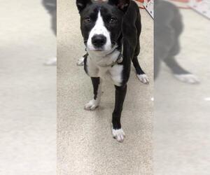 Border Collie-Unknown Mix Dogs for adoption in Riverside, CA, USA