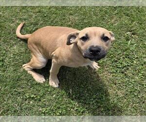 Black Mouth Cur-Unknown Mix Dogs for adoption in Grovetown, GA, USA