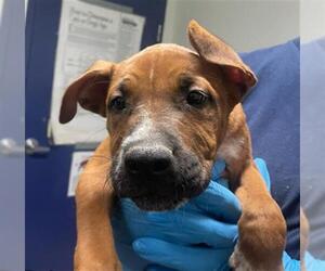 American Pit Bull Terrier-Unknown Mix Dogs for adoption in Bakersfield, CA, USA
