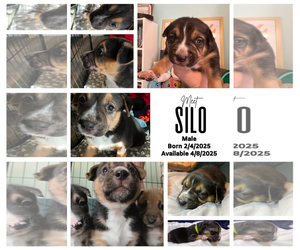 Mutt Dogs for adoption in Munford, TN, USA