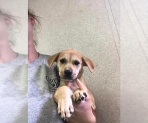 Mutt Dogs for adoption in Danbury, CT, USA