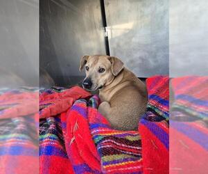 Mutt Dogs for adoption in San Antonio, TX, USA