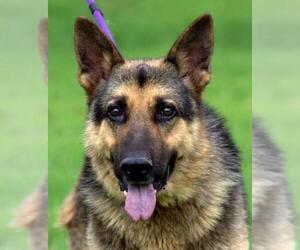 German Shepherd Dog Dogs for adoption in Sparta, TN, USA