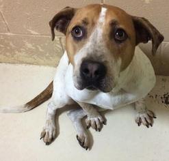 American Pit Bull Terrier-Coonhound Mix Dogs for adoption in Loudon, TN, USA