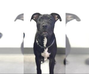 American Pit Bull Terrier Dogs for adoption in Bakersfield, CA, USA