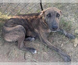 American Staffordshire Terrier-Unknown Mix Dogs for adoption in San Antonio, TX, USA