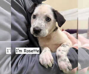 - Mix Dogs for adoption in GILBERTS, IL, USA