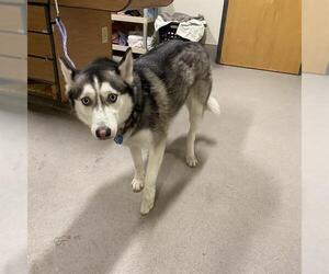 Siberian Husky Dogs for adoption in Modesto, CA, USA