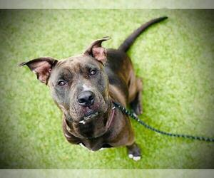 Mutt Dogs for adoption in Orlando, FL, USA