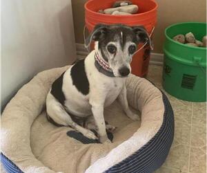 Rat Terrier Dogs for adoption in Bellbrook, OH, USA