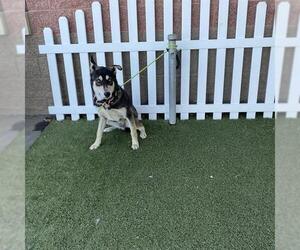 Siberian Husky-Unknown Mix Dogs for adoption in Modesto, CA, USA