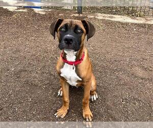 Bullboxer Pit Dogs for adoption in Orange, CA, USA