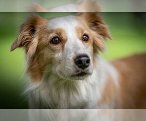 Border Collie Dogs for adoption in Agoura Hills, CA, USA