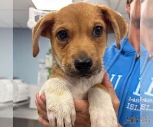 Mutt Dogs for adoption in Washington, DC, USA