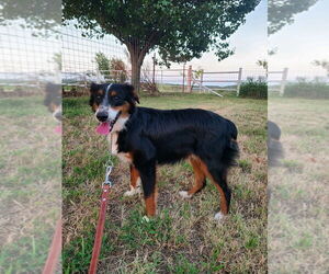Australian Shepherd Dogs for adoption in Claremore, OK, USA