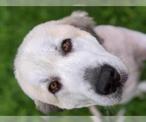 Great Pyrenees Dogs for adoption in Overland Park, KS, USA