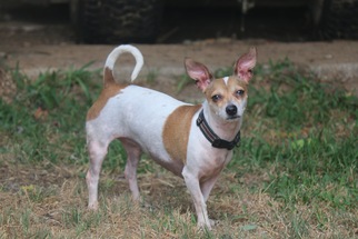 Medium Photo #1 Rat-Cha Puppy For Sale in Arlington, TX, USA