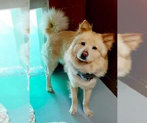 Chow Chow Dogs for adoption in Perth Amboy, NJ, USA