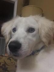 Labrador Retriever Dogs for adoption in Decatur, AL, USA