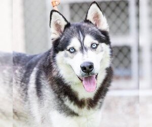 Siberian Husky Dogs for adoption in Camarillo, CA, USA