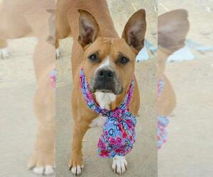 Bullboxer Pit Dogs for adoption in Tuscumbia, AL, USA