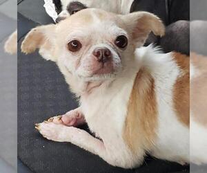 Chihuahua-Unknown Mix Dogs for adoption in Cary, NC, USA