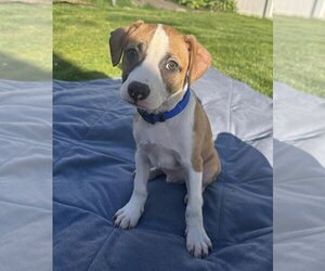 Small Beagle-Feist Terrier Mix