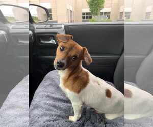 Chiweenie Dogs for adoption in Holly Springs, NC, USA