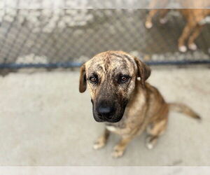 American Pit Bull Terrier-Unknown Mix Dogs for adoption in Tulsa, OK, USA