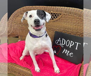 Labrador Retriever-Unknown Mix Dogs for adoption in Rockaway, NJ, USA