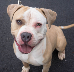 American Bulldog Dogs for adoption in Birdsboro, PA, USA