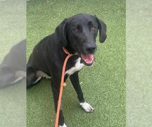 Great Dane-Unknown Mix Dogs for adoption in Fayetteville, NC, USA