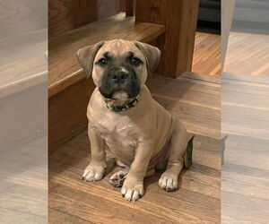 Bulldog-Unknown Mix Dogs for adoption in St. Louis Park, MN, USA