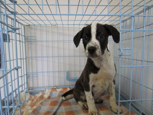 Australian Shepherd-Boxer Mix Dogs for adoption in Valley Falls, KS, USA