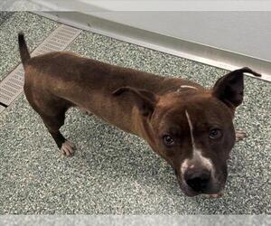 American Pit Bull Terrier Dogs for adoption in Salisbury, NC, USA