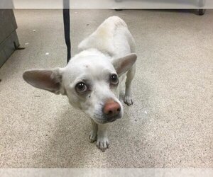 Chihuahua Dogs for adoption in Riverside, CA, USA